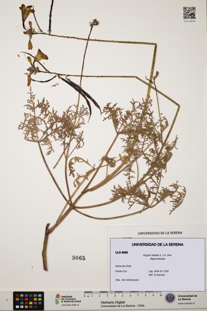 Argylia radiata [Espécimen: ULS:ULS:0009065]