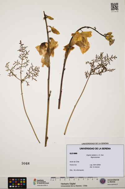 Argylia radiata [Espécimen: ULS:ULS:0009066]