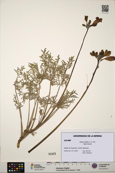 Argylia radiata [Espécimen: ULS:ULS:0009067]
