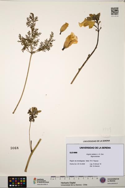 Argylia radiata [Espécimen: ULS:ULS:0009068]