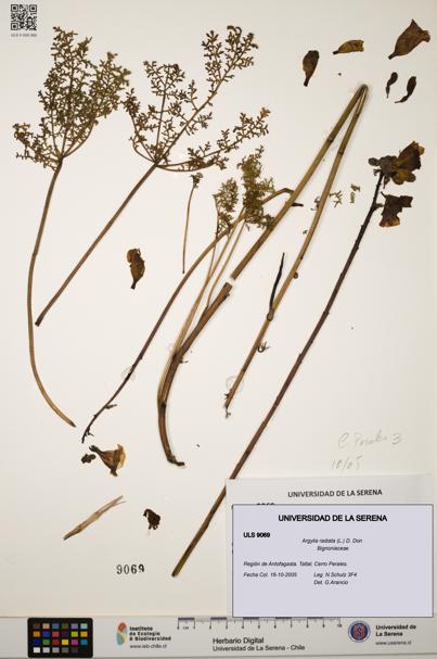 Argylia radiata [Espécimen: ULS:ULS:0009069]