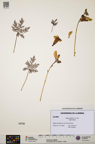 Argylia radiata [Espécimen: ULS:ULS:0009070]