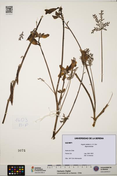 Argylia radiata [Espécimen: ULS:ULS:0009071]