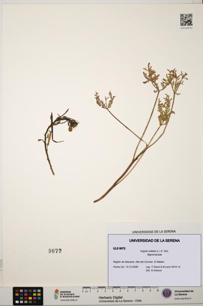 Argylia radiata [Espécimen: ULS:ULS:0009072]
