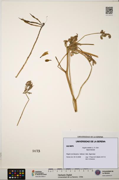 Argylia radiata [Espécimen: ULS:ULS:0009073]