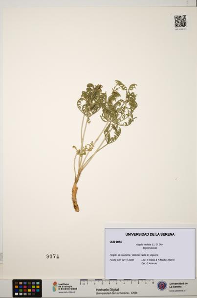Argylia radiata [Espécimen: ULS:ULS:0009074]