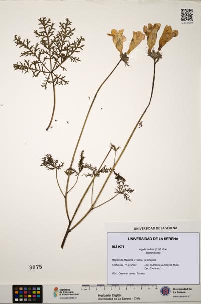 Argylia radiata [Espécimen: ULS:ULS:0009075]