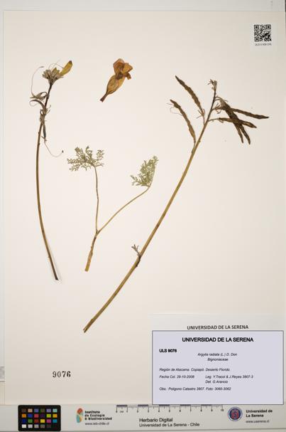 Argylia radiata [Espécimen: ULS:ULS:0009076]