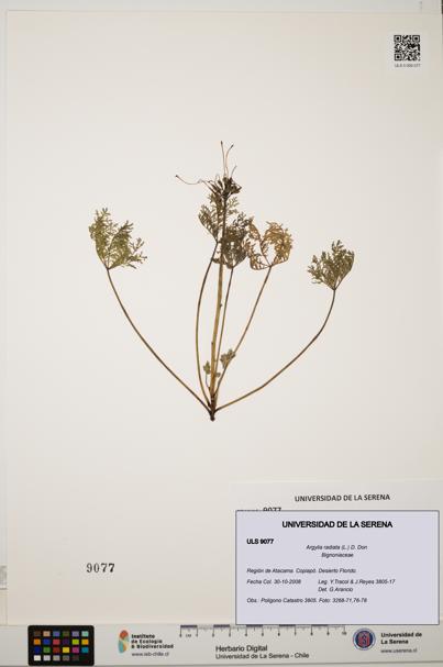 Argylia radiata [Espécimen: ULS:ULS:0009077]