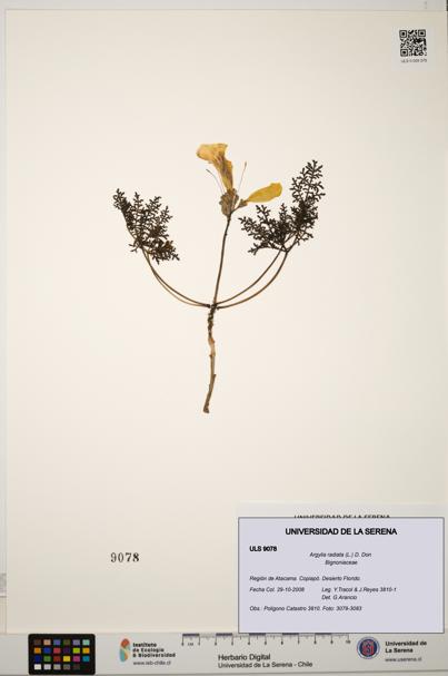 Argylia radiata [Espécimen: ULS:ULS:0009078]