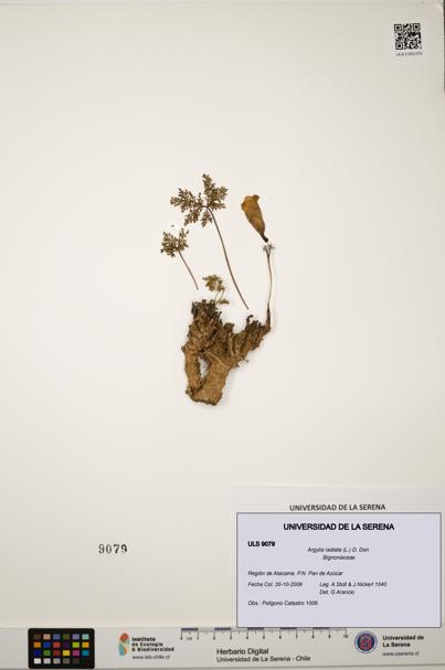 Argylia radiata [Espécimen: ULS:ULS:0009079]