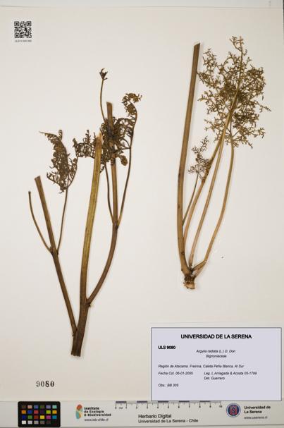 Argylia radiata [Espécimen: ULS:ULS:0009080]
