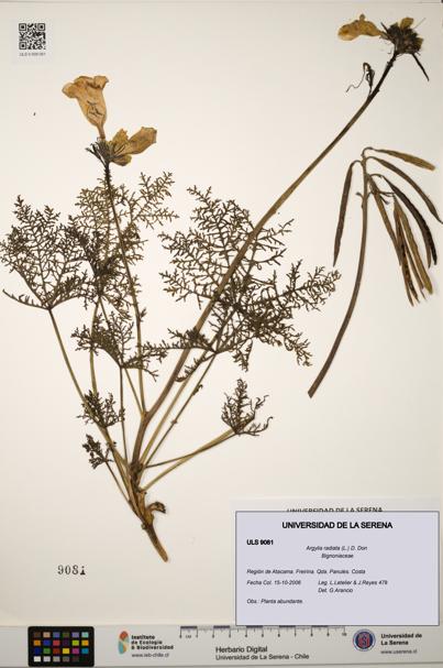 Argylia radiata [Espécimen: ULS:ULS:0009081]