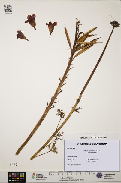 Argylia radiata [Espécimen: ULS:ULS:0009082]