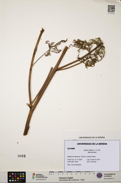 Argylia radiata [Espécimen: ULS:ULS:0009083]