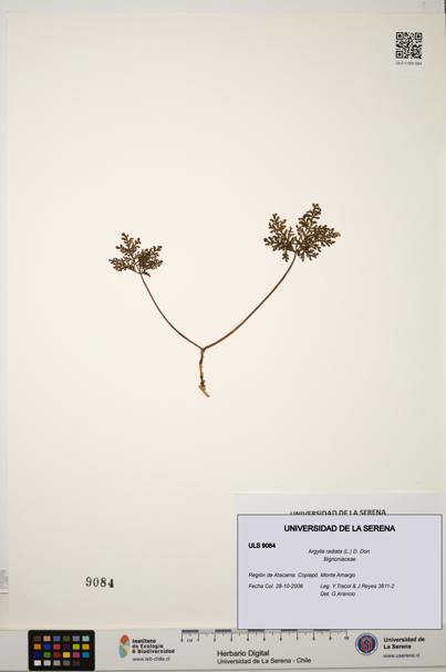 Argylia radiata [Espécimen: ULS:ULS:0009084]