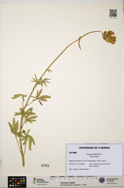 Argylia potentillifolia [Espécimen: ULS:ULS:0009085]