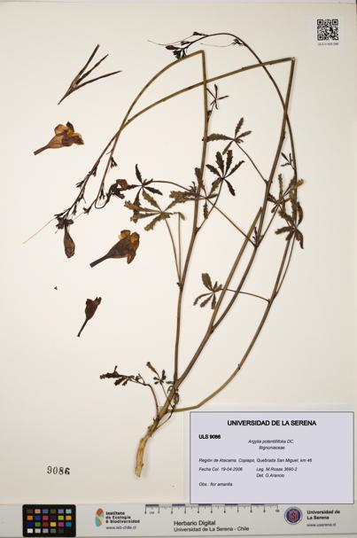 Argylia potentillifolia [Espécimen: ULS:ULS:0009086]