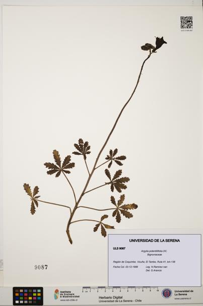 Argylia potentillifolia [Espécimen: ULS:ULS:0009087]