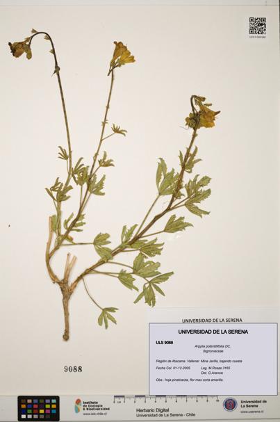 Argylia potentillifolia [Espécimen: ULS:ULS:0009088]