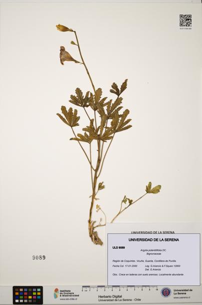 Argylia potentillifolia [Espécimen: ULS:ULS:0009089]