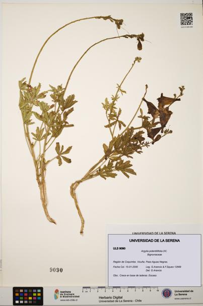 Argylia potentillifolia [Espécimen: ULS:ULS:0009090]