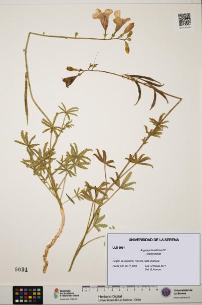 Argylia potentillifolia [Espécimen: ULS:ULS:0009091]