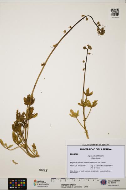 Argylia potentillifolia [Espécimen: ULS:ULS:0009092]