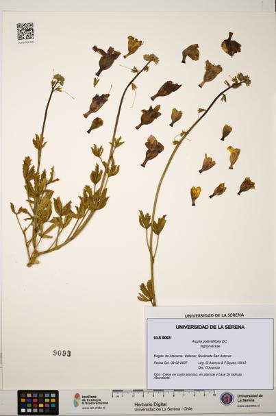 Argylia potentillifolia [Espécimen: ULS:ULS:0009093]
