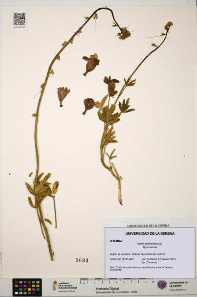 Argylia potentillifolia [Espécimen: ULS:ULS:0009094]