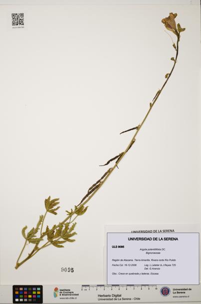 Argylia potentillifolia [Espécimen: ULS:ULS:0009095]