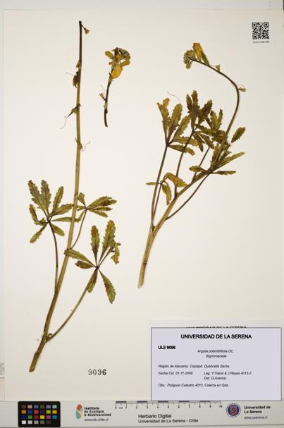 Argylia potentillifolia [Espécimen: ULS:ULS:0009096]