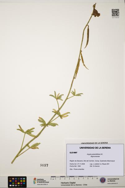 Argylia potentillifolia [Espécimen: ULS:ULS:0009097]