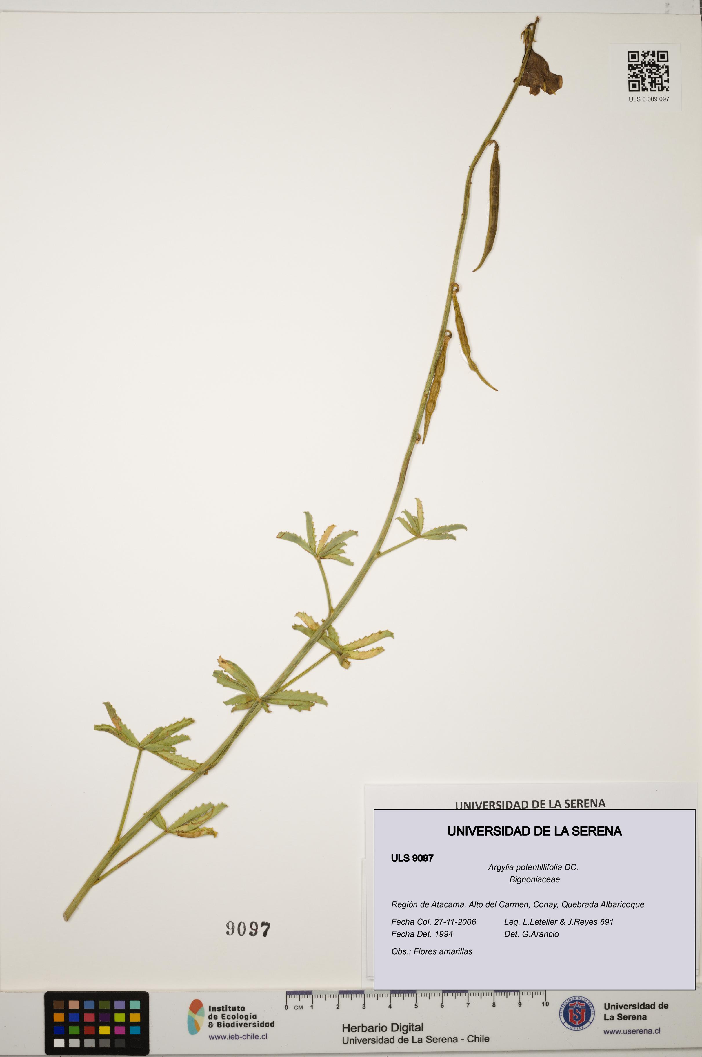 Argylia potentillifolia [Espécimen: ULS:ULS:0009097]
