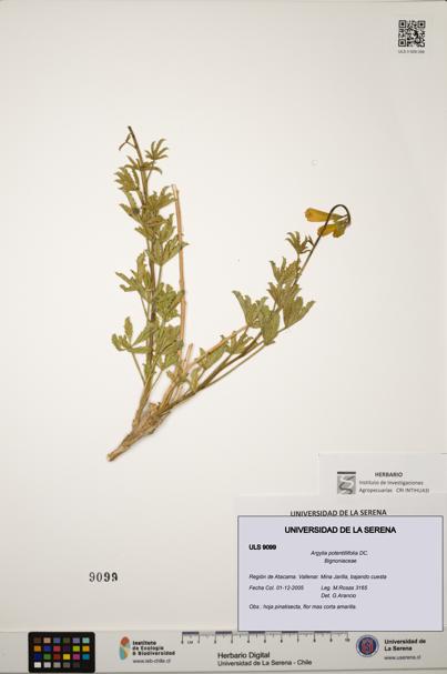 Argylia potentillifolia [Espécimen: ULS:ULS:0009099]