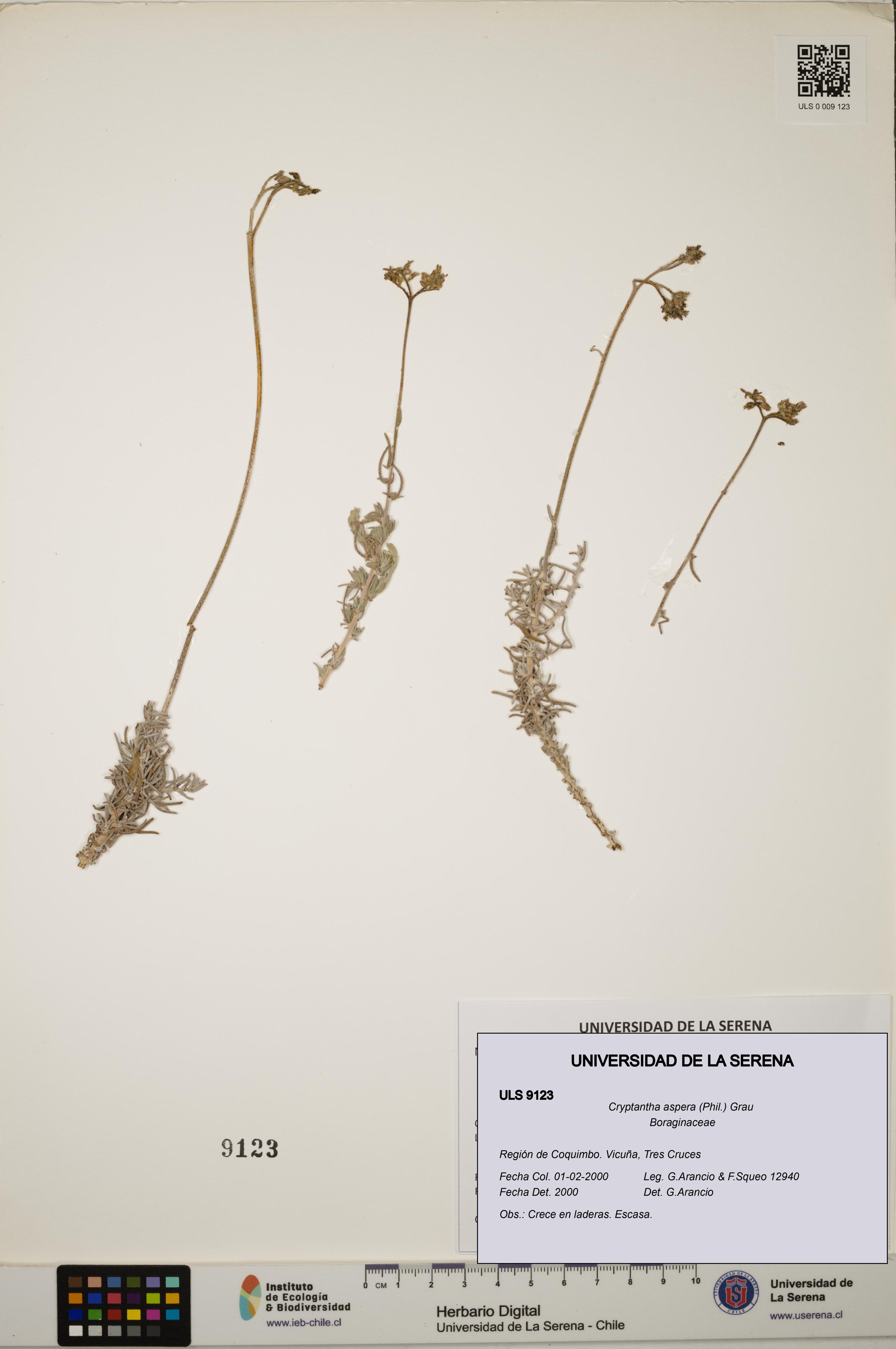Cryptantha aspera [Espécimen: ULS:ULS:0009123]