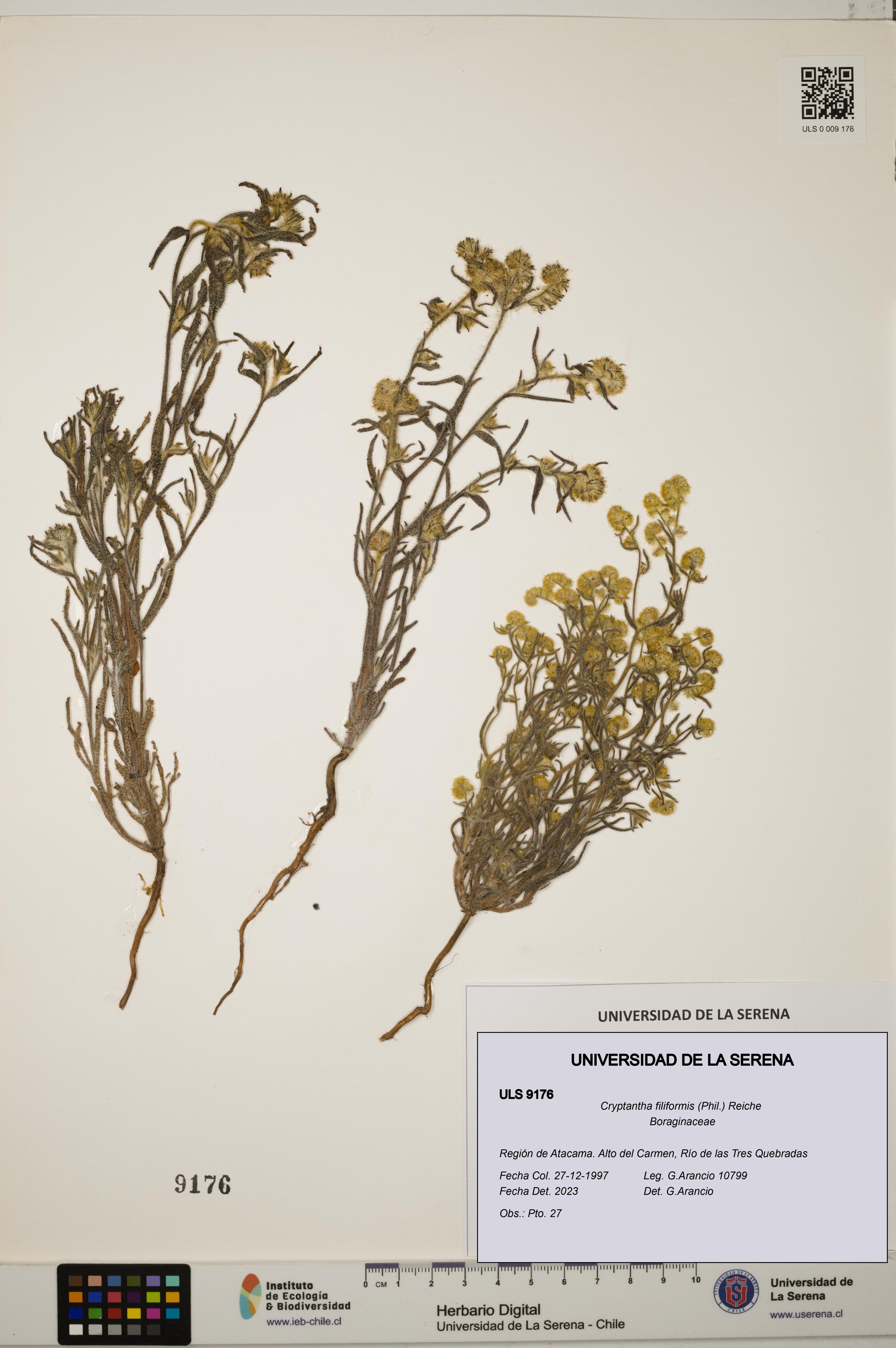 Cryptantha filiformis [Espécimen: ULS:ULS:0009176]