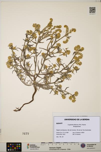 Cryptantha filiformis [Espécimen: ULS:ULS:0009177]