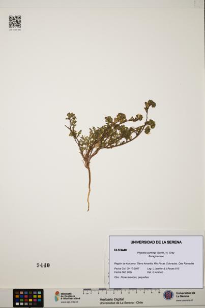 Phacelia cumingii [Espécimen: ULS:ULS:0009440]