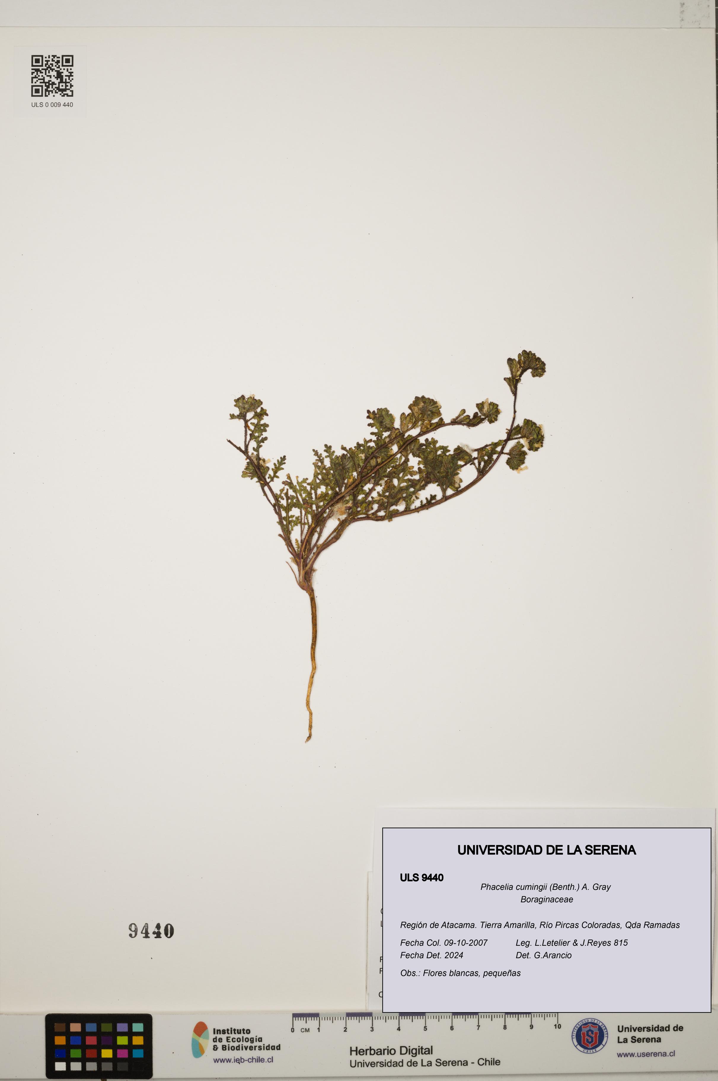 Phacelia cumingii [Espécimen: ULS:ULS:0009440]