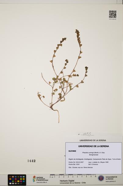 Phacelia cumingii [Espécimen: ULS:ULS:0009442]