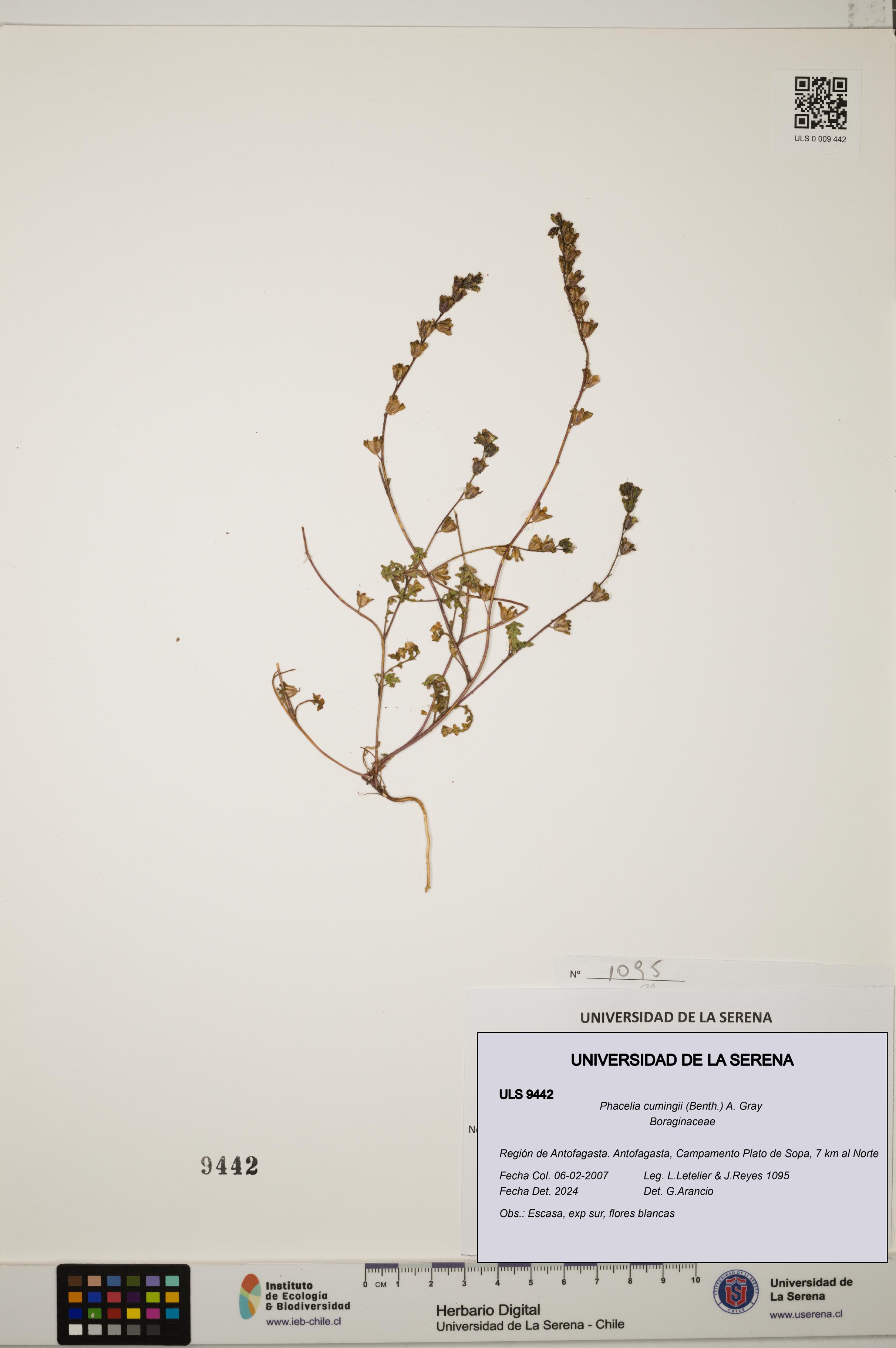 Phacelia cumingii [Espécimen: ULS:ULS:0009442]