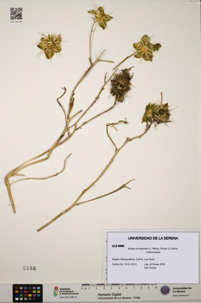 Boopis eryngioides [Espécimen: ULS:ULS:0009586]