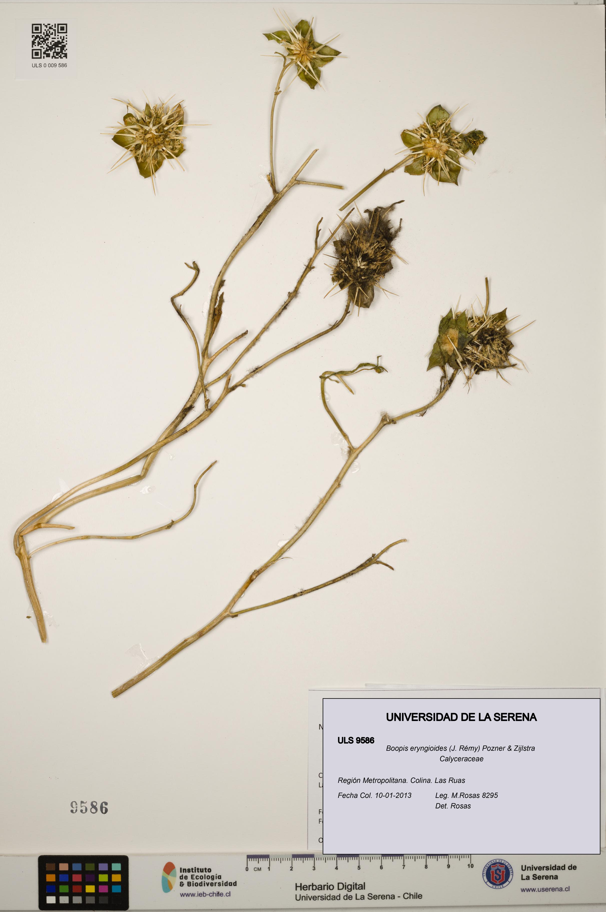 Boopis eryngioides [Espécimen: ULS:ULS:0009586]