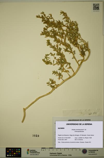 Atriplex semibaccata [Espécimen: ULS:ULS:0009819]