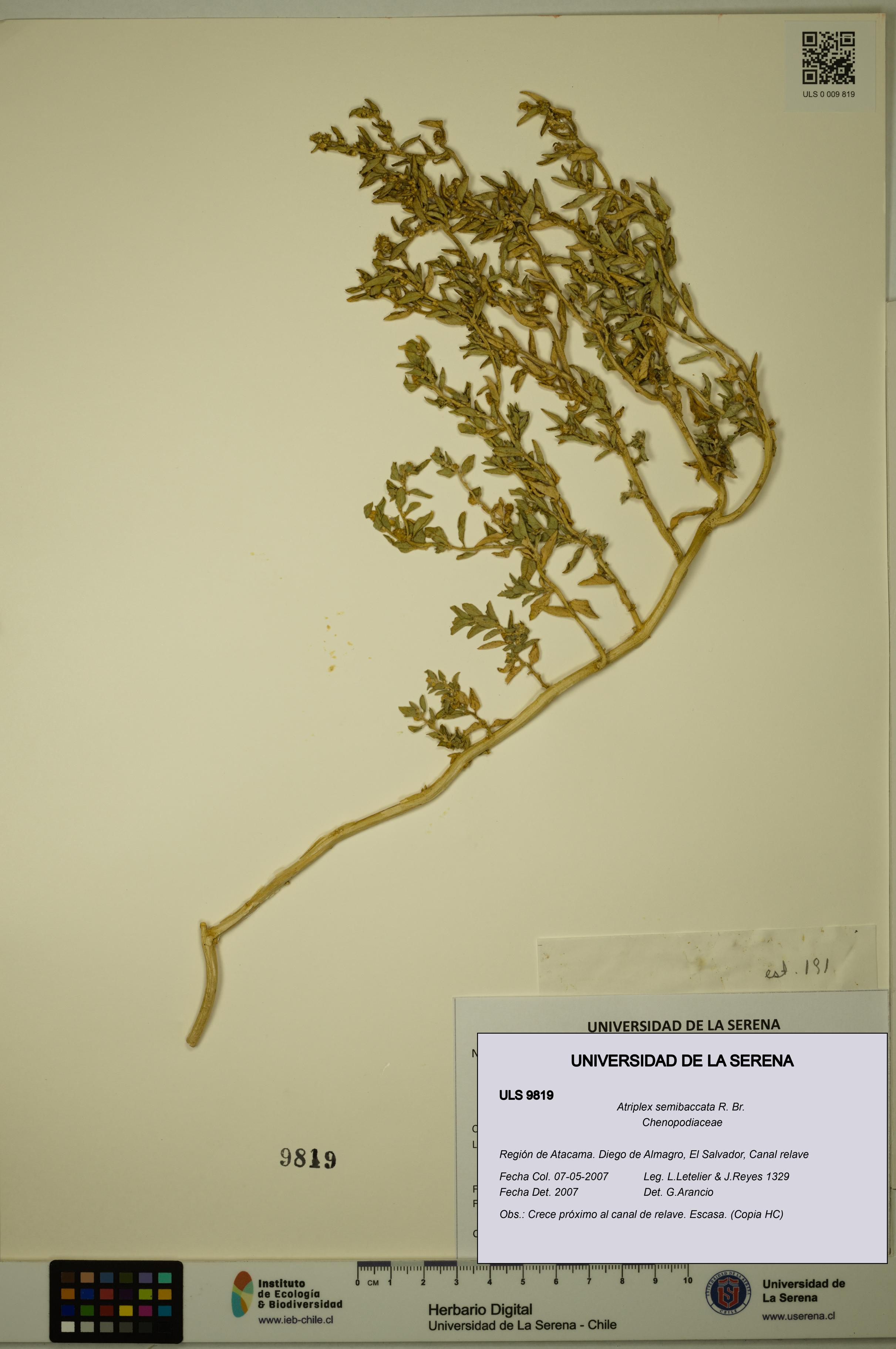 Atriplex semibaccata [Espécimen: ULS:ULS:0009819]