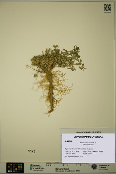 Atriplex semibaccata [Espécimen: ULS:ULS:0009826]