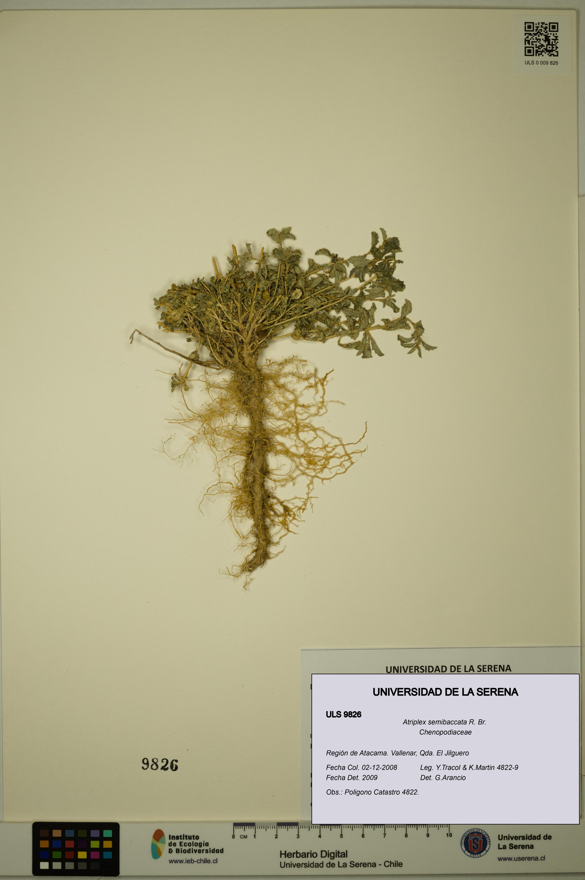 Atriplex semibaccata [Espécimen: ULS:ULS:0009826]