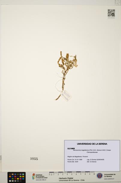 Sarcocornia magellanica [Espécimen: ULS:ULS:0009855]