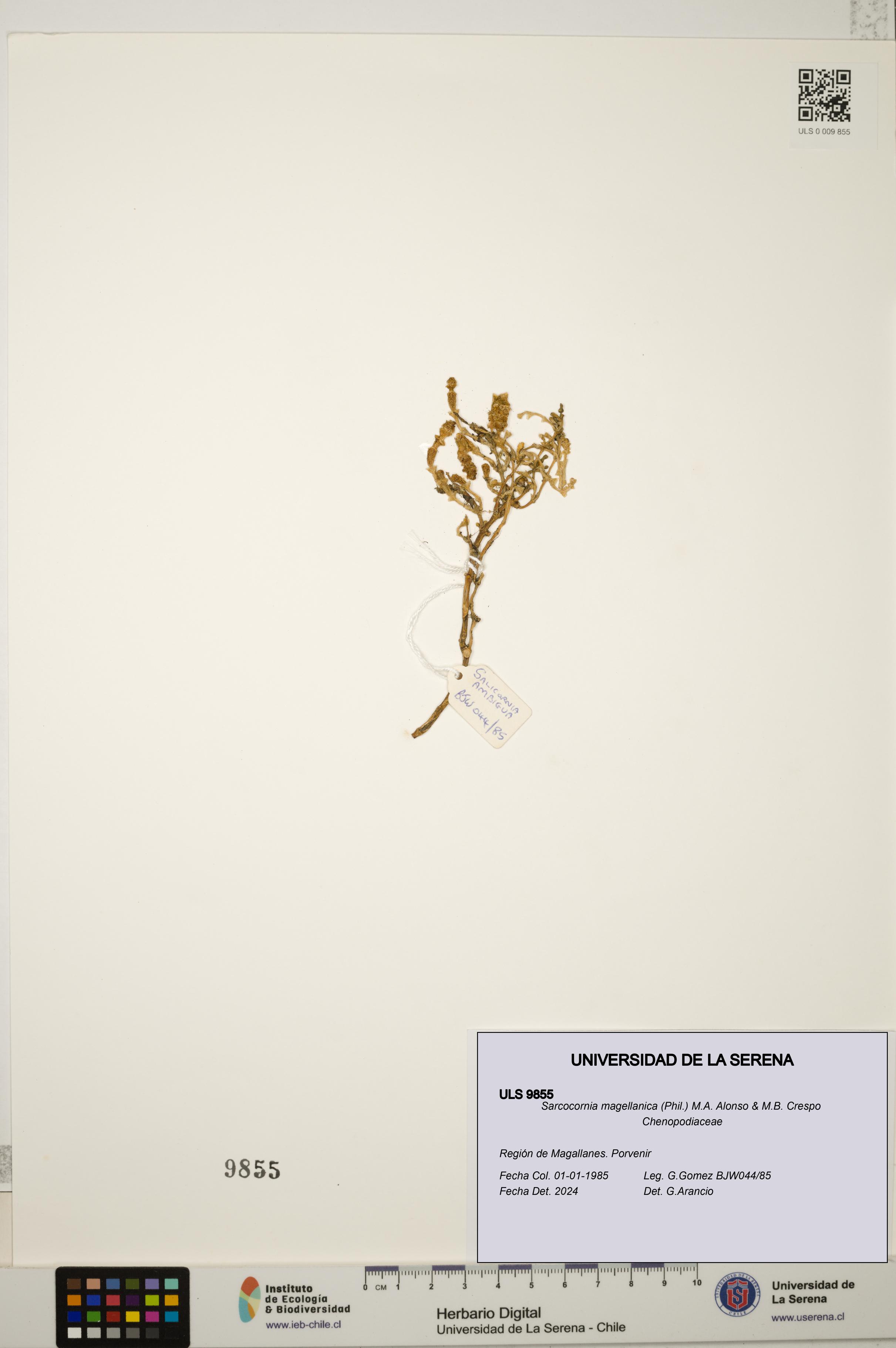 Sarcocornia magellanica [Espécimen: ULS:ULS:0009855]